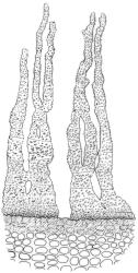 Tridontium tasmanicum, peristome detail. Drawn from W. Martin, 9 Jan. 1945, CHR 545819.
 Image: R.C.Wagstaff © Landcare Research 2024  CC-BY 4.0